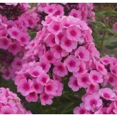 Флокс Phlox Baby Face